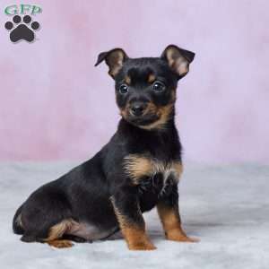 Trixie, Chihuahua Puppy